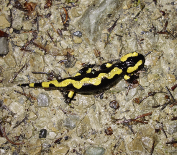 Feuersalamander